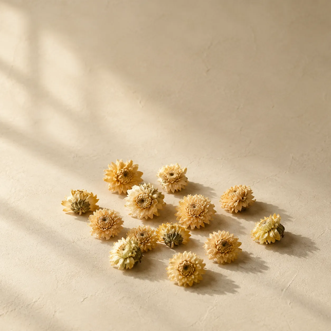 A dozen small dried chrysanthemum flower heads, pale gold, photographed on warm plaster.