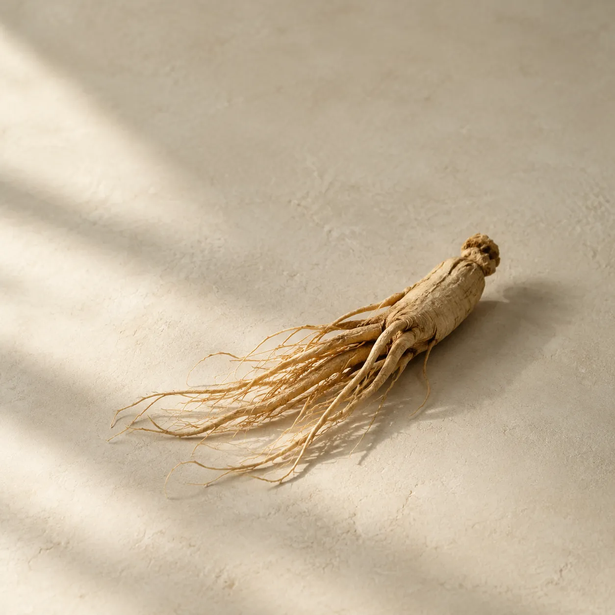 One whole dried ginseng root with its fine rootlets fanned out, photographed on warm plaster.