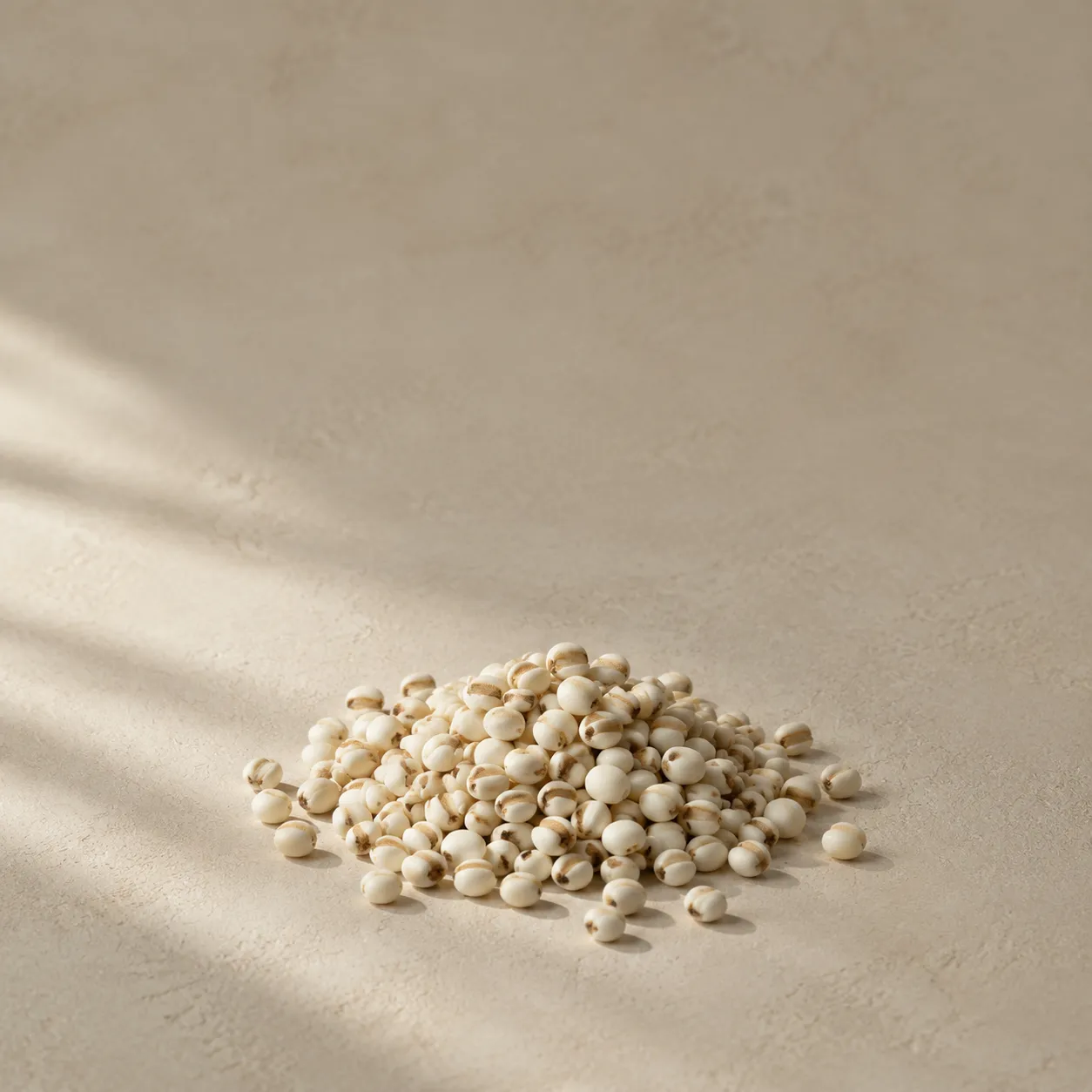 A small heap of polished job’s tears barley grains, bone white, photographed on warm plaster.