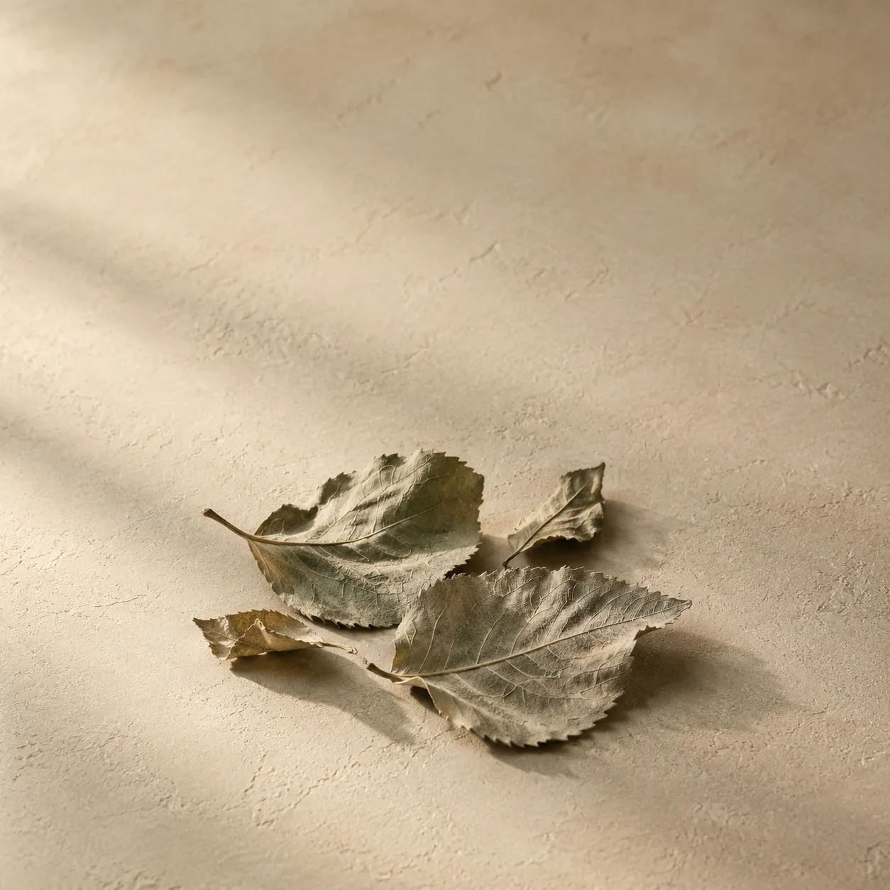 A few dried mulberry leaves, brittle and sage-grey, photographed on warm plaster.